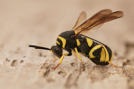 Detailed closeup on a colorful yellow black parasitic wasp, Leucospis dorsigera which parasites solitary beesの写真素材