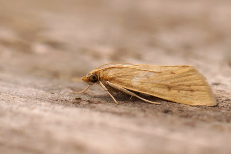 Detailed closeup on a pale brown colored Mediterranean Crambidae moth, Achyra nudalis sitting on woodの写真素材