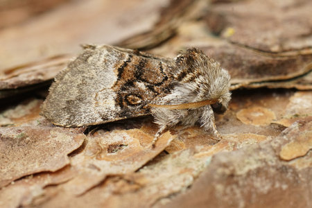 Detailed Closeup on a nut-tree tussock moth, Colocasia coryli sitting on a piece of wood in the gardenの写真素材