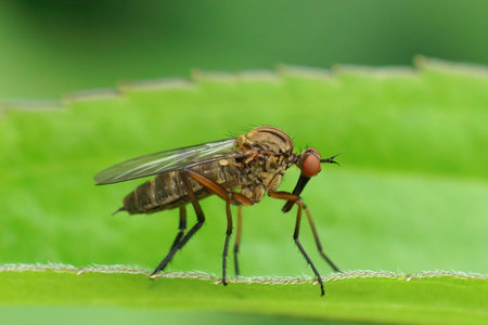 Closeup on a brown dance fly, Empis livida sitting on a green leaf in the gardenの写真素材