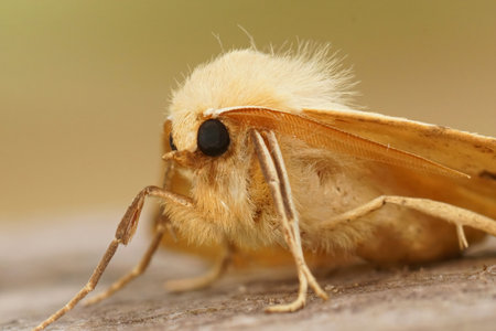 Facial closeup on the scalloped oak owlet moth, Crocallis linguaria, sitting on wood in the gardenの写真素材