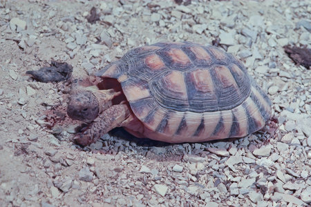 Closeup on the endangered and protected Marginated tortoise, Testudo marginata at Parc Paradisio, Belgiumの写真素材