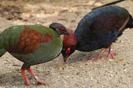 Closeup on a colorful male and female Red-crested Wood Patridge, Rollulus rouloul eating at Parc Paradisio , Belgiumの写真素材