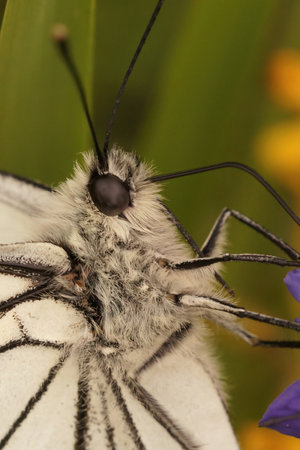 Facial closeup on a black-veined white Aporia crataegi in a meadow against a green backgroundの写真素材