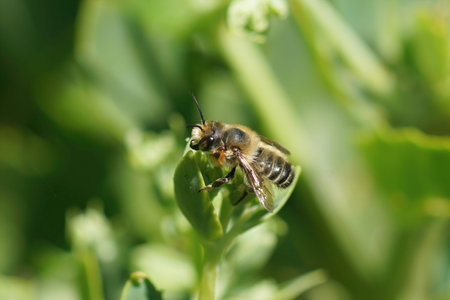 Detailed closeup on a male Willughby's leafcutter bee, Megachile willughbiella, sitting on a green...