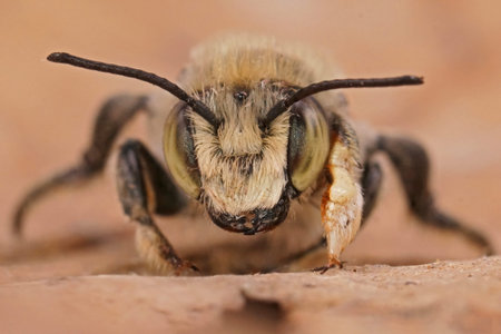 Facial closeup on a male, Coast leafcutter bee, Megachile maritima from the Belgian dunesの写真素材