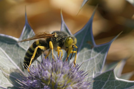 Closeup of a large European sand wasp , Bembis rostrata drinking nectar from a blue seaside eryngo, Eryngium maritimum, flower at the coast sideの写真素材