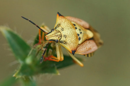 Detailed closeup on a colorful mediterranean Carpocoris mediterraneus atlanticus shieldbug, against a green backgroundの写真素材