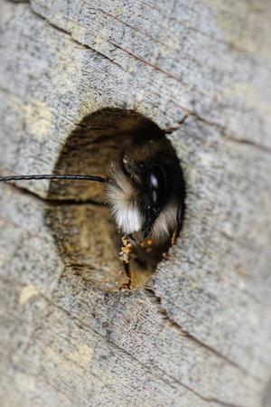 Natural vertical closeup on a colorful red hairy male European orchard mason solitary bee, Osmia...