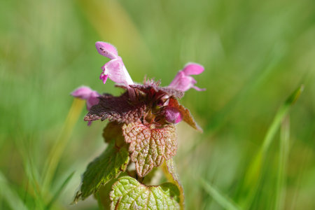 Natural selective focus closeup on a Purple archangel or red dead-nettle , Lamium purpureum against a green backgroundの写真素材