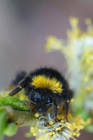 Natural closeup on a colorful but wed queen Early Nesting Bumble-bee, Bombus pratorum hanging onto a Salix twigの写真素材