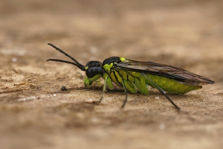 Detailed closeup on a colorful green sawfly,Tenthredo mesomela on a piece of woodの写真素材