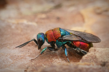 Closeup on a colorful red and blue metallic jewel wasp, Hedychrum nobile, sitting on woodの写真素材