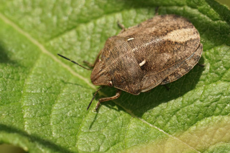 Detailed closeup on the European tortoise bug, Eurygaster testudinaria, sitting on a green leaf