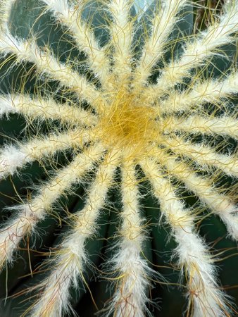 Vertical closeup on the yellow spines of the endangered Brazilian ball cactus, Parodia magnificaの写真素材