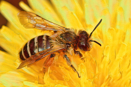 Natural closeup of the female of the Yellow-legged Mining Bee, Andrena flavipes in a dandelion,...