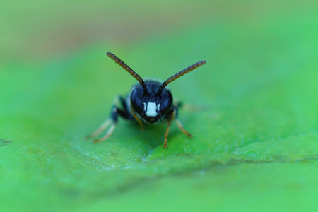 Detailed closeup on male of the rare punctate spatulate-masked bee , Hylaeus punctatus on a green leafの写真素材