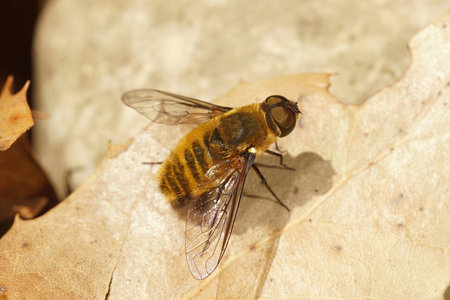 Detailed closeup of one of the hairy brown beeflies in the Gard, France , Villa hottentottaの写真素材