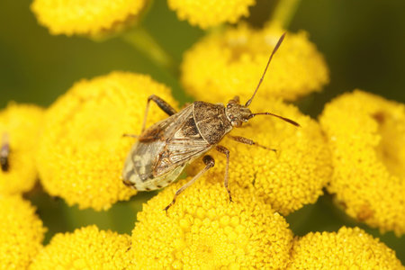 Closeup on a Stictopleurus punctatonervosus shiedlbug on a yellow Tansy flower , Tanacetum vulgareの写真素材
