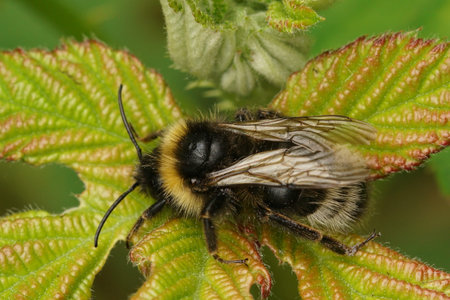 Detailed closeup on a hairy male large Forest cuckoo bumblebee , Bombus sylvestris, sitting on green...