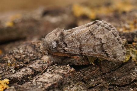 Detailed closeup on the Pine Processionary-Moth, Thaumetopoea pityocampa sitting on woodの写真素材