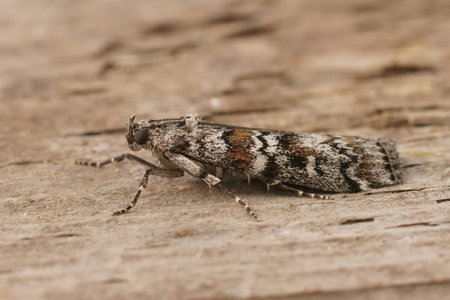 Detailed closeup on the Dark Pine Knot-horn moth, Dioryctria abietella, sitting on a piece of wood