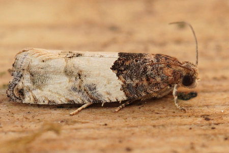 Closeup on the small poplar shoot-borer moth, Gypsonoma aceriana in the garden