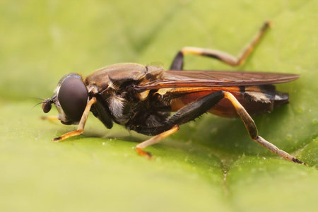 Detailed closeup on a Lazy wood fly, Xylota segnis, sitting on a green leaf in the garden