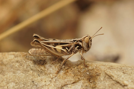 Detailed closeup on the Mediterranean grasshopper Dociostaurus jagoi sitting on a stoneの写真素材