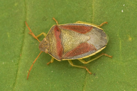 Detailed closeup on a colorful adult gorse shield bug, Piezodorus lituratus sitting on vegetation