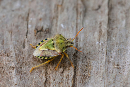 Closeup on the rare but colorful Mediterranean shieldbug, Antheminia absinthii, sitting on wood in Gard, Franceの写真素材