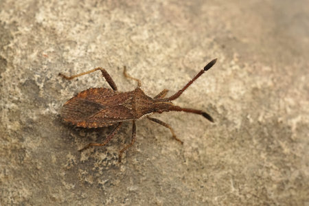 Detailed close up of a Mediterranean squash bug , Coriomeris denticulatus on a stone