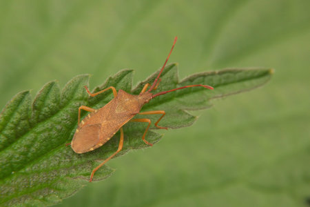 Detailed close up of a brown adult box bug , Gonocerus acuteangulatus , sunbathing on a green leaf.