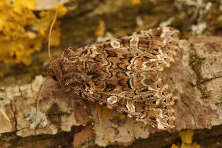 Detailed closeup on the rare the feathered ear owlet moth , Pachetra sagittigera sitting on woodの写真素材