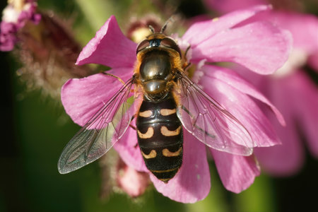 Natural dorsal closeup on a Yellow-clubbed , Scaeva selenitica sitting on a pink flowerの写真素材