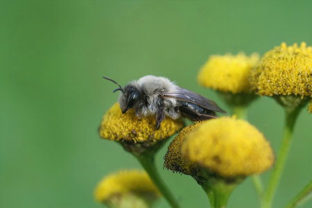 Natural closeup on a grey-backed mining bee, Andrena vaga sitting on yellow tansy flowersの写真素材