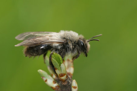 Natural closeup on a female grey-backed mining bee, Andrena vaga , against a green blurred...