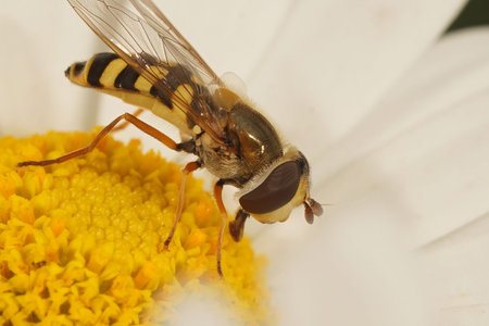 Natural closeup of a Migrant hoverfly, Eupeodes corollae, on a white pretty daisy flower in the...