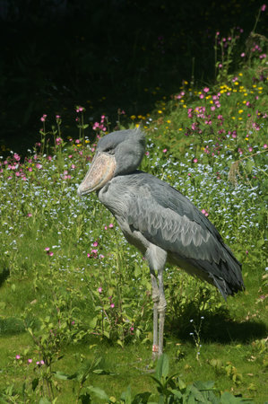 Vertical Closeup on the strange, threatened, long-legged, African gray whale-headed or shoe-billed stork, Balaeniceps rexの写真素材