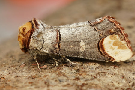 Detailed closeup on a colorful Prominent puss moth, Phalera bucephala, sitting on woodの写真素材