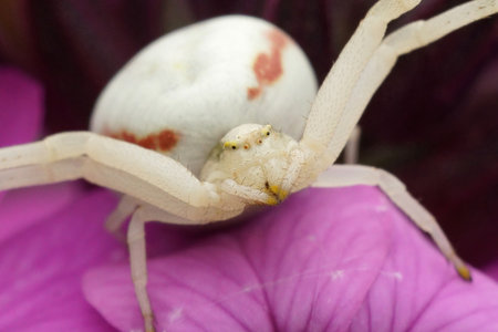 Natural colorful closeup on a common goldenrod flower crab spider, Misumena vatia sitting on a purple flowerの写真素材