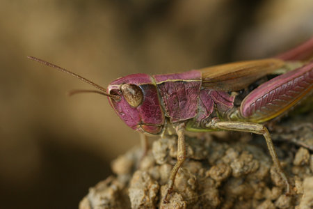 Detailed closeup on a handsome pink coloration anomaly in the European common grasshopper , Pseudochorthippus parallelusの写真素材