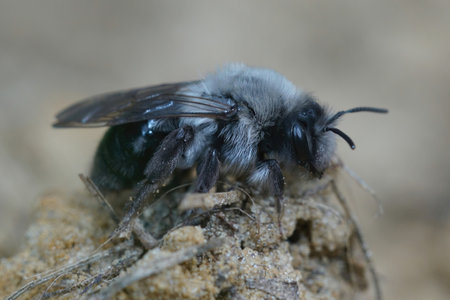 Natural closeup on a female grey-backed mining bee, Andrena vaga sitting on the groundの写真素材