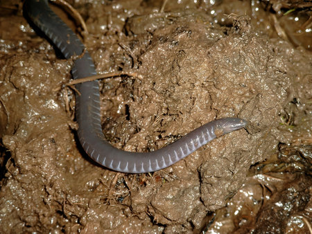 Detailed closeup on a rarely photographed African Amphibian Caecilian, Geotrypetes seraphinii in muddy soilの写真素材