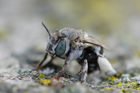 Detailed closeup on a Mediterranean white cheeked blue banded digger bee, Amegilla albigena sitting on woodの写真素材
