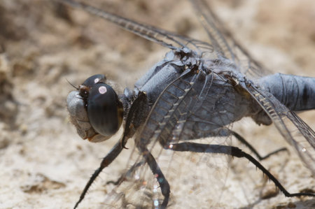 Natural closeup on a blue colored male Southern skimmer, Orthetrum brunneum, sitting on the ground in bright sunlightの写真素材