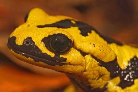 Closeup on a colorful yellow male Spanish Iberian fire salamander, Salamandra bernardezi from Tendi Valley, Costa Verde sitting on the forest floorの写真素材