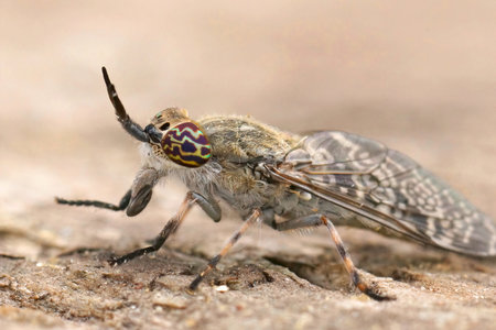 Detailed closeup on a dull gray horsefly with colorful eyes, Haematopota italica sitting on woodの写真素材