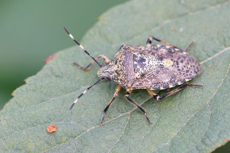 Detailed natural closeup on an adult mottled shieldbug, Rhaphigaster nebulosa sitting on a green leafの写真素材