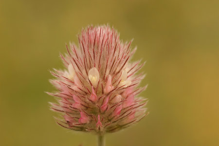Outdoors selective focus closeup shot of a light pink Hare's-Foot Clover trifolium arvense flower isolated on a blurred backgroundの写真素材